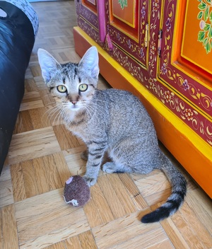 Adopter Rhapsodie