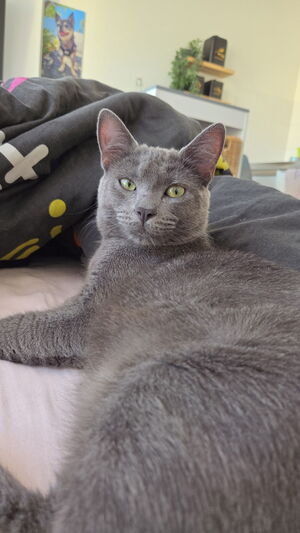 Adopter simba