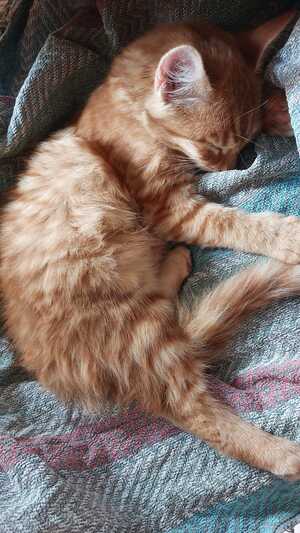 Adopter Vanille 