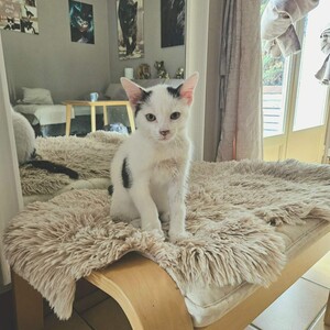 Adopter BASKET
