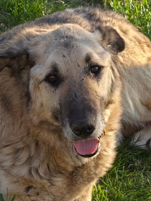 Adopter Falko
