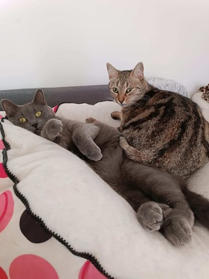 Adopter Aqua et Aquarelle