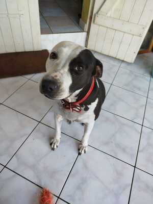Adopter Métisse