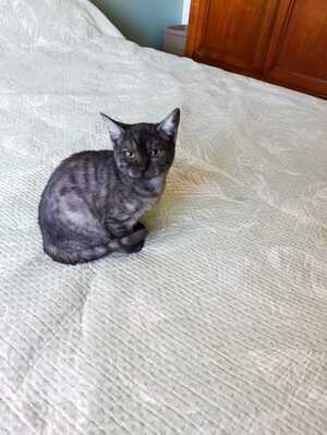 Adopter Anthracite
