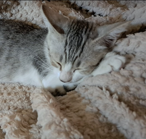 Adopter NINJA 