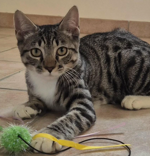 Adopter BANDIT 
