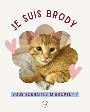 Adopter Brody