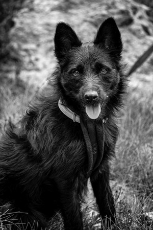 Adopter SEVEN 