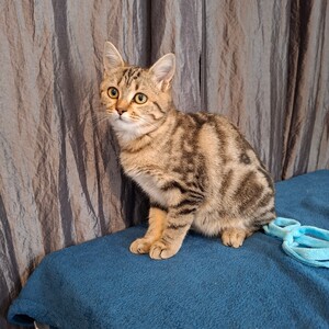 Adopter Mina