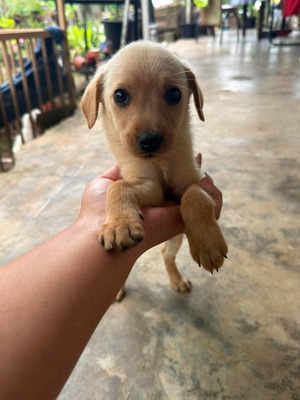 Adopter Ambre