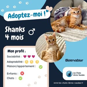Adopter Shanks