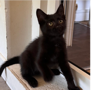 Adopter FRIPOUILLE