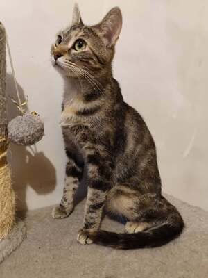 Adopter Babette