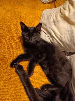 Adopter Nouméa