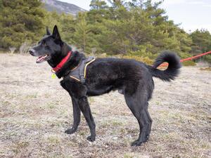 Adopter Ergot
