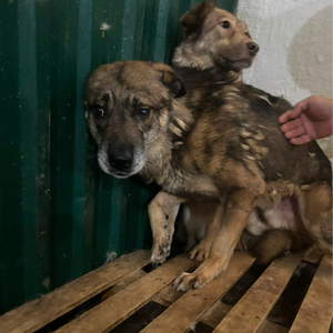 Adopter Beethoven
