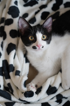 Adopter Saumur