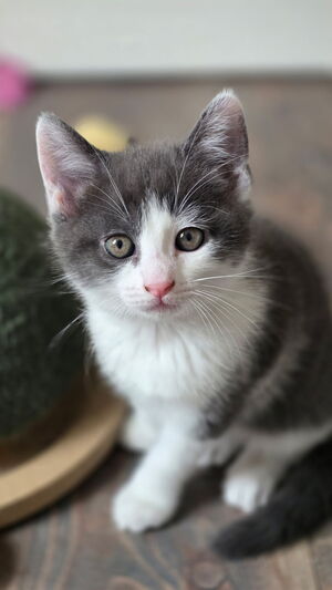 Adopter Bergamote