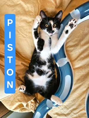 Adopter PISTON