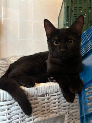 Adopter Galax