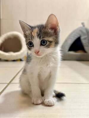 Adopter Poka