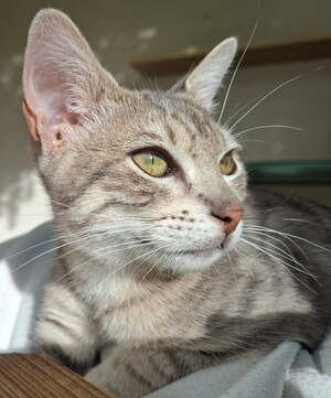 Adopter Bob