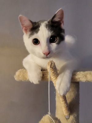 Adopter JACKSON