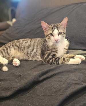 Adopter Harry et diana
