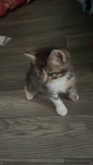 Adopter Cherokee