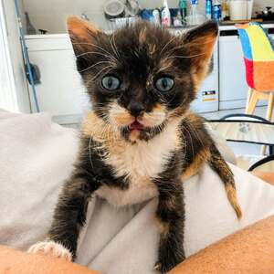Adopter MARIAH