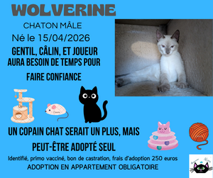 Adopter Wolverine