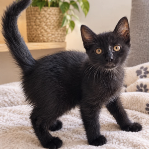 Adopter Boston