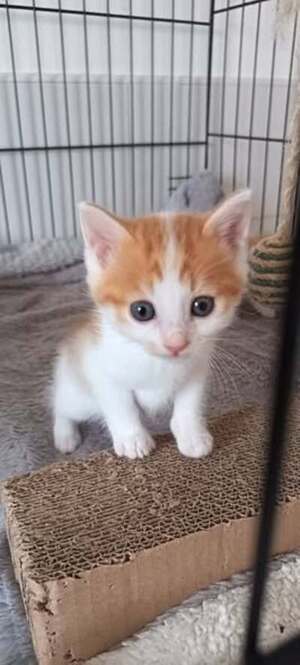 Adopter Isidore