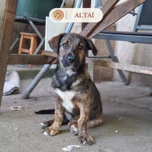 Adopter Altaï