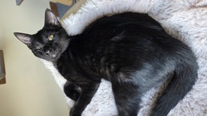 Adopter Bastet 
