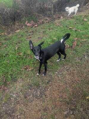 Adopter Brava