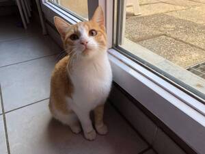 Adopter Dyna