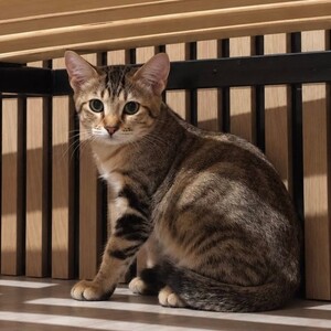 Adopter TIGER