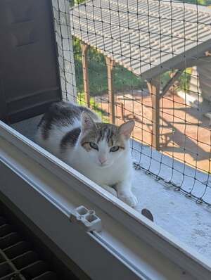 Adopter Curie