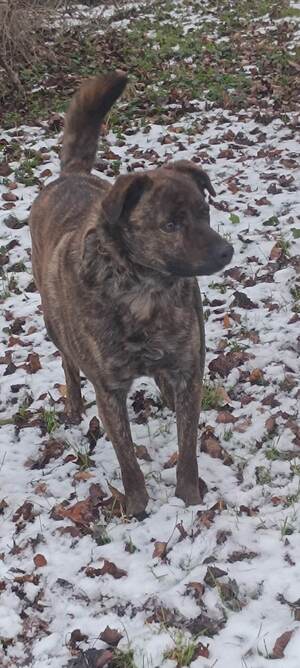 Adopter Tex