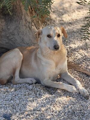Adopter Iris
