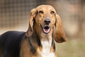 Adopter Queen