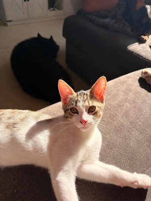 Adopter Tigrou
