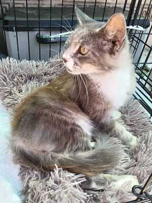 Adopter Amelia