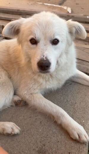 Adopter Sammy