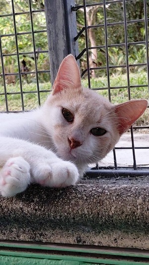 Adopter Rocky