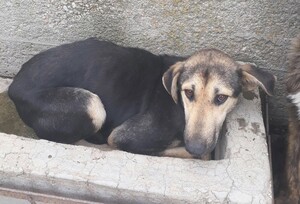 Adopter Noemy