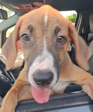 Adopter Britney