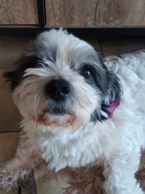 Adopter Everest