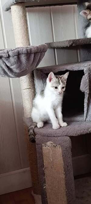 Adopter Bacardi